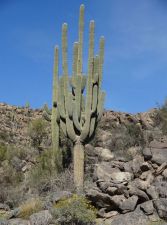 Stone Canyon 4th Cactus