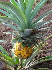Kukuiula Baby Pineapple