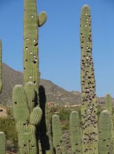 Desert Mountain (Geronimo) 14th Cactus